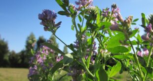 medicago-satigo-alfalfa-herbs-plant