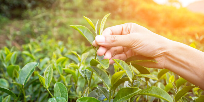 Herbal Green Tea Leaf